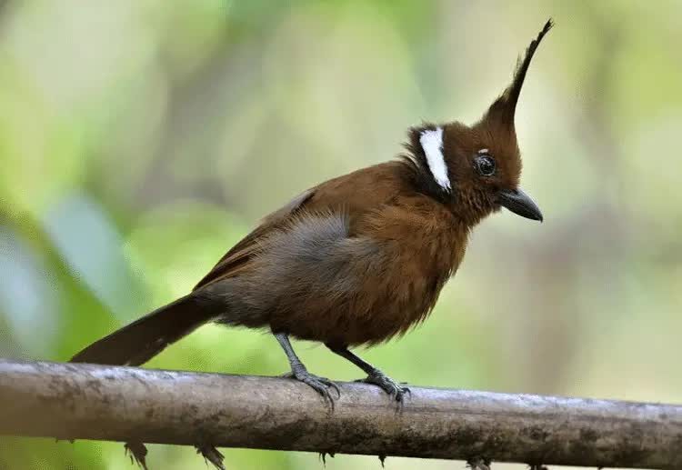 cara-merawat-burung-cililin-agar-menjadi-lebih-gacor-5066601