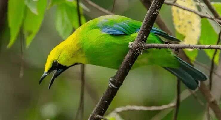 cara-merawat-burung-cucak-rante-agar-rajin-bunyi-3302311