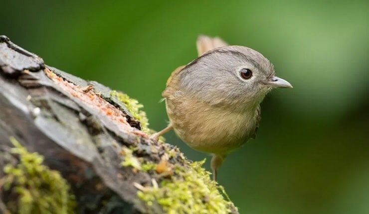 cara-merawat-burung-flamboyan-2358654