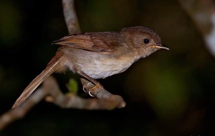 cara-merawat-burung-flamboyan-agar-cepat-gacor-1184580