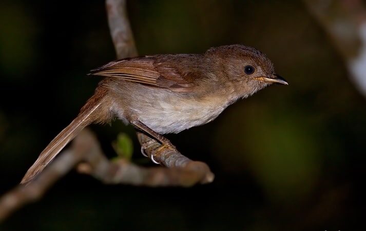 cara-merawat-burung-flamboyan-agar-cepat-gacor-4455679