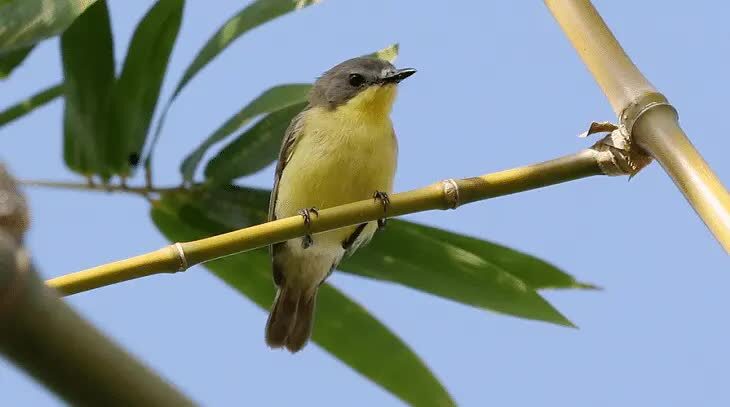 cara-merawat-burung-remetuk-laut-3750968