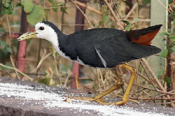 cara-mudah-budidaya-atau-memelihara-burung-truwok-5651337