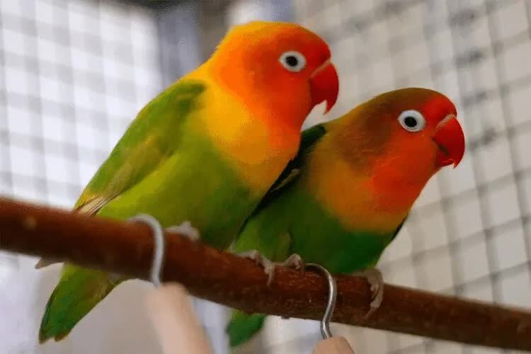 cara-pemberian-jamu-tetes-untuk-lovebird-8741614