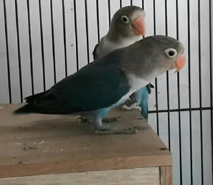 cara-seting-lovebird-dengan-metode-glodok-5923000