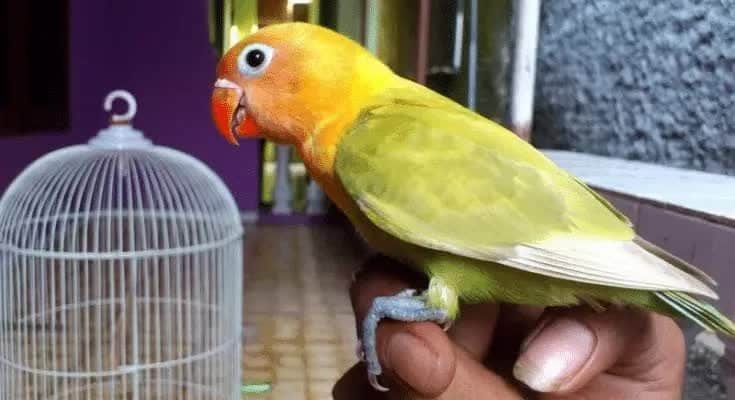 cara-terapi-lovebird-agar-ngekek-panjang-5667990