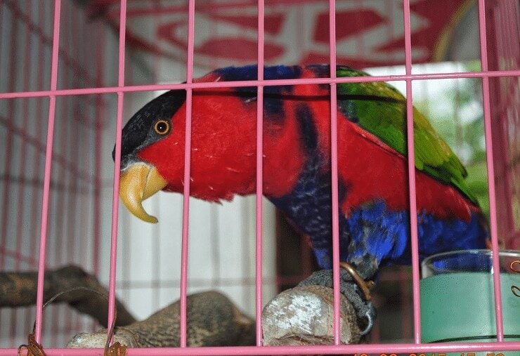 cara-ternak-burung-nuri-kepala-hitam-9359817