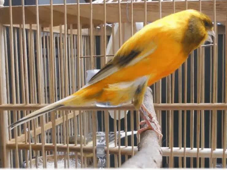 cara-ternak-kenari-agar-hasil-anakan-jantan-3476309