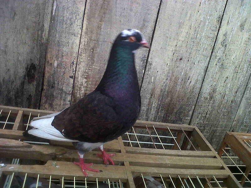cara-ternak-merpati-tinggian-agar-memiliki-turunan-yang-berkualitas-2242284