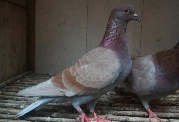 cara-ternak-merpati-tinggian-agar-memiliki-turunan-yang-berkualitas-hewanpeliharaan-org_-5584285