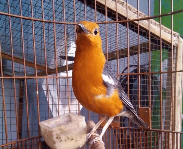 cek-kondisi-anis-merah-9688754