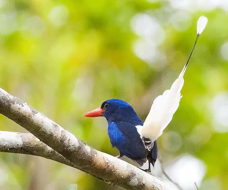 cekakak-pita-kecil-9061360