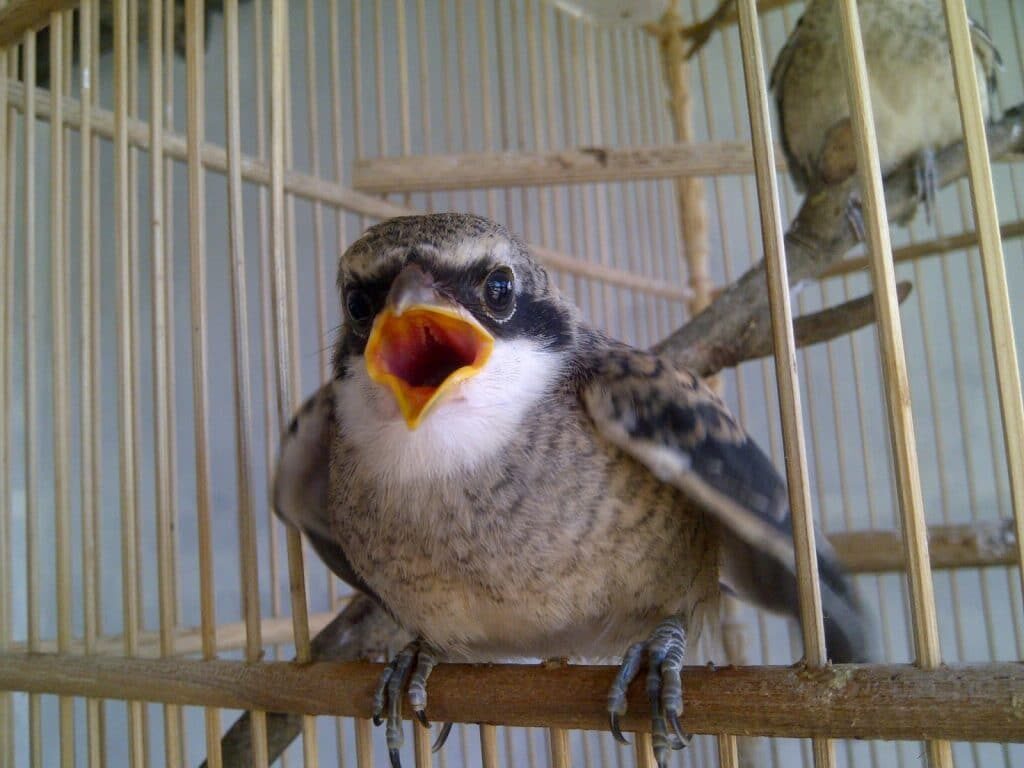 cendet-mogok-makan-3156080