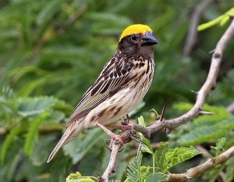 ciri-burung-manyar-jantan-trotol-yang-membedakannya-dengan-betina-6505365