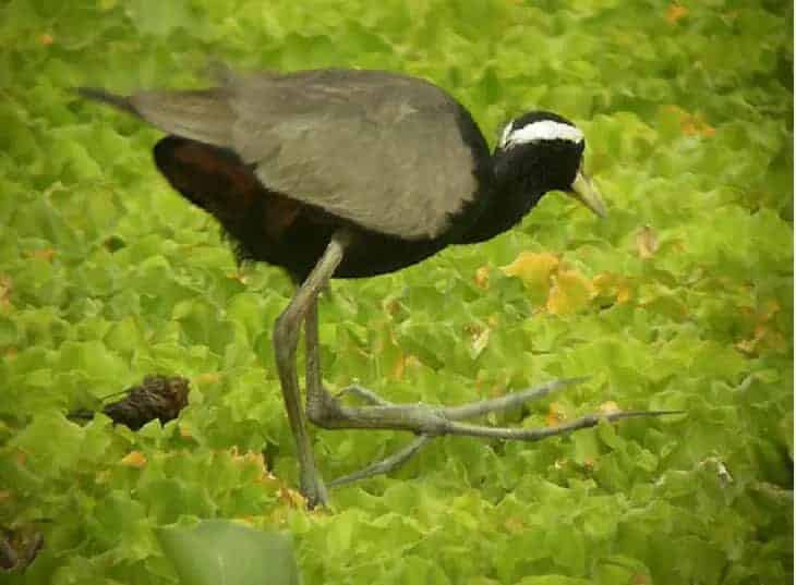 ciri-ciri-burung-tiker-1771526