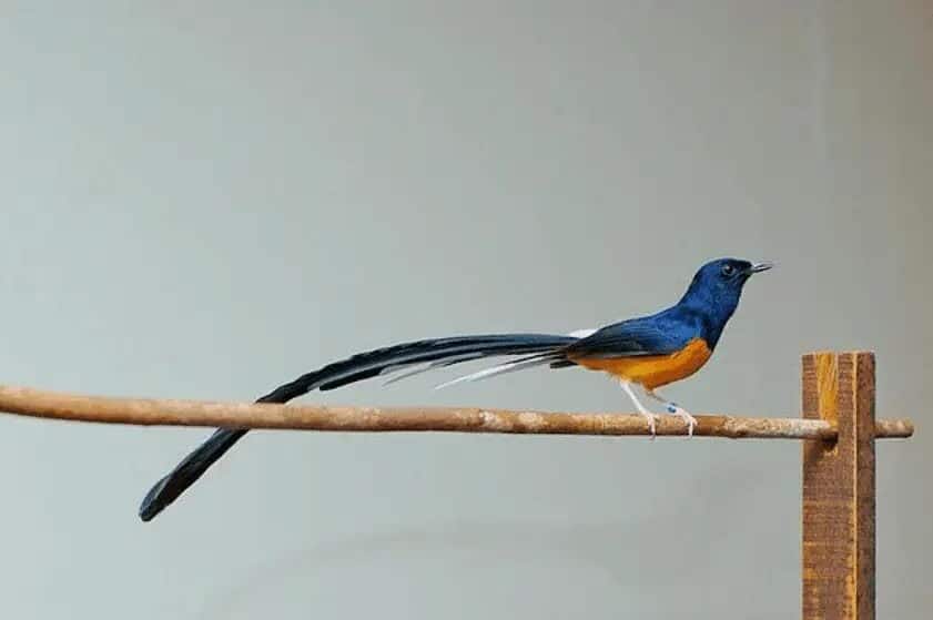 ciri-ciri-murai-batu-medan-dan-cara-perawatannya-1148464