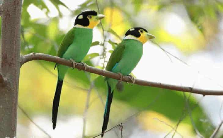 ciri-fisik-burung-madi-injap-dan-daerah-persebarannya-5839516