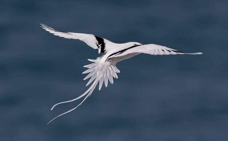 ciri-khas-burung-buntut-sate-putih-dan-daerah-persebarannya-7429341