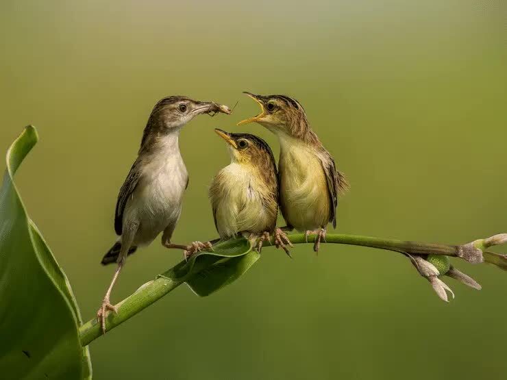 ciri-khas-burung-cici-padi-8872670