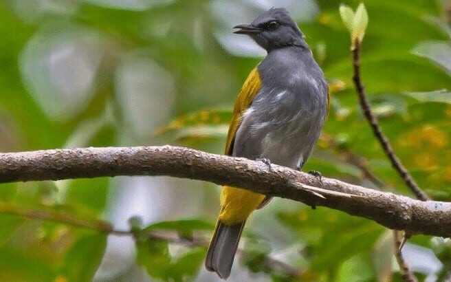 ciri-khas-burung-cucak-kelabu-edited-2651403