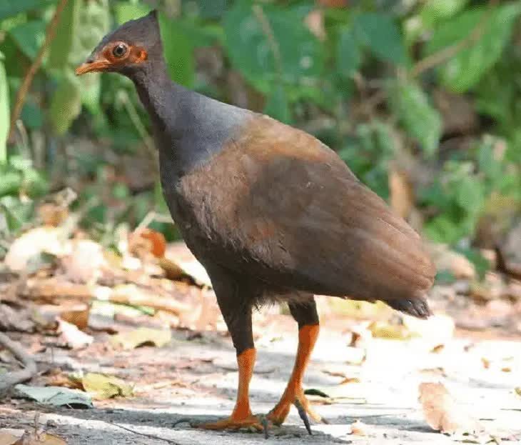 ciri-khas-burung-gosong-kaki-merah-1224595