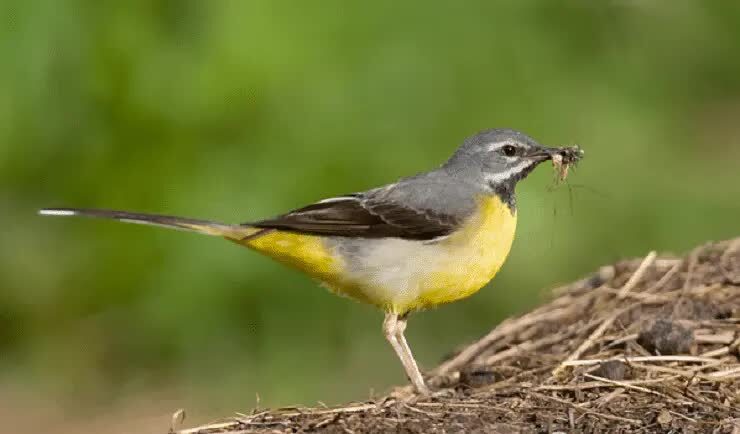 ciri-khas-burung-kicuit-batu-1079569