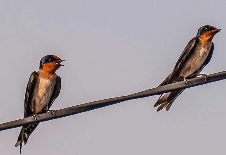 ciri-khas-burung-layang-layang-batu-6875479