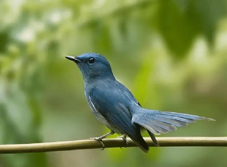 ciri-khas-burung-sikatan-biru-muda-4891944