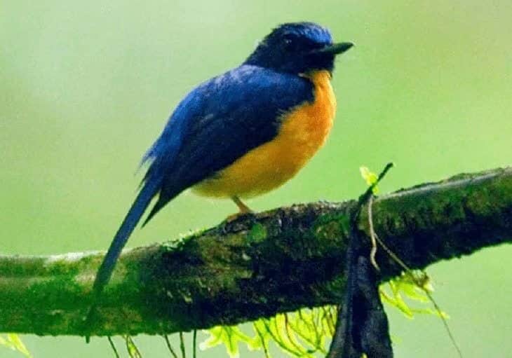 ciri-khas-burung-sikatan-sunda-4239349