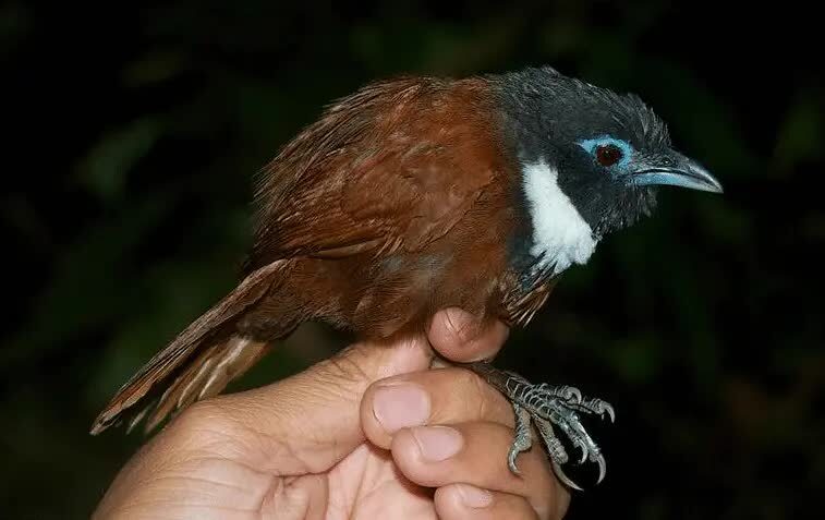 ciri-khas-burung-tepus-leher-putih-7936474