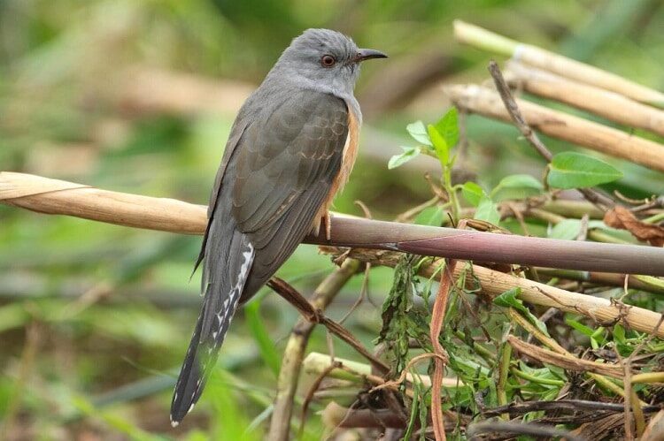 ciri-khas-burung-wiwik-kelabu-2650714