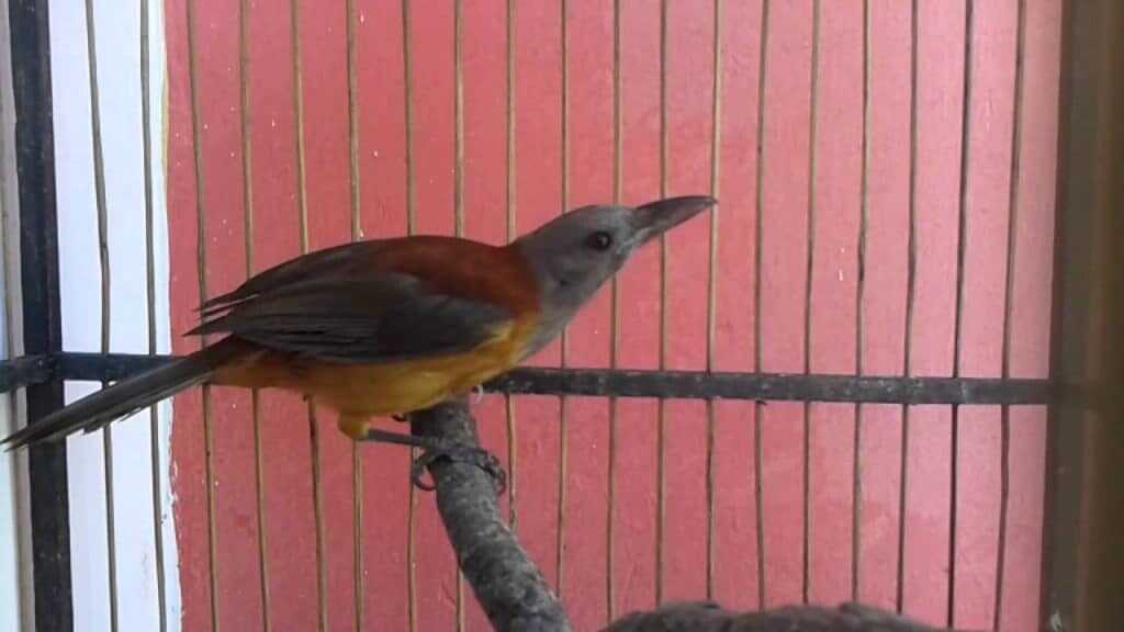 cucak-rowo-papua-1873092