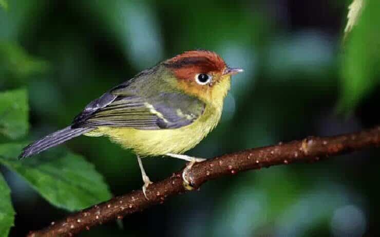 daerah-persebaran-burung-cikrak-muda-4521992