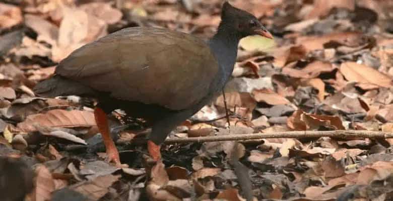 daerah-persebaran-gosong-kaki-merah-3476671