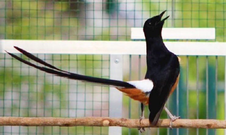 efek-samping-ulat-bambu-untuk-burung-berkicau-7382095