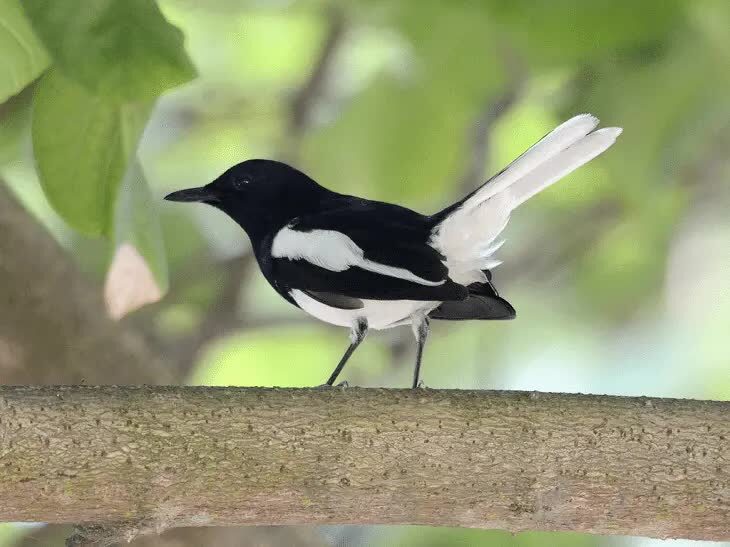 ekstra-fooding-untuk-burung-kacer-3981104