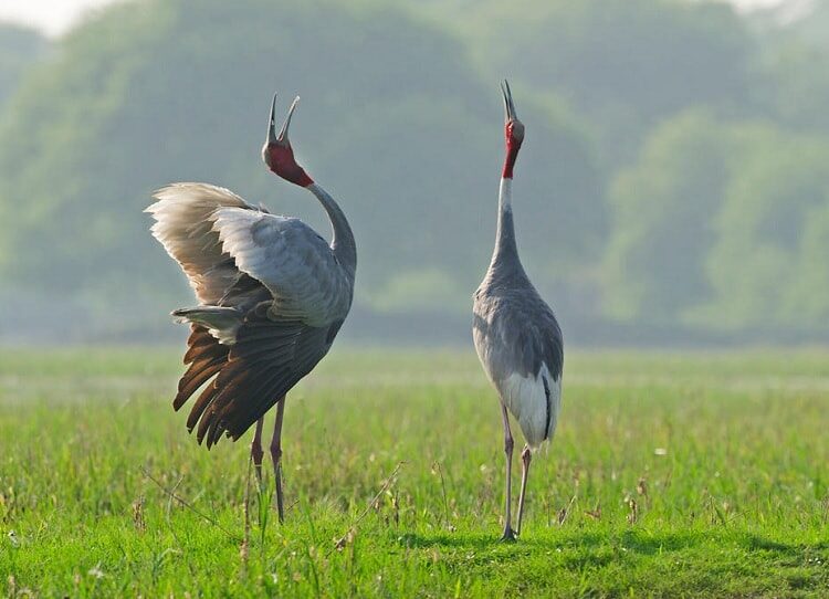 fakta-menarik-burung-sarus-spesies-bangau-tertinggi-di-dunia-5293990