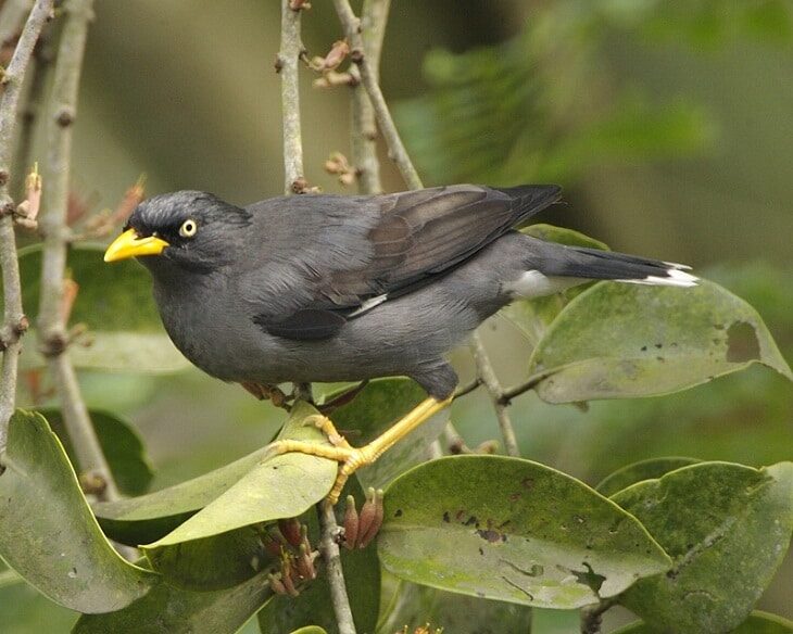 gangguan-pencernaan-pada-burung-jalak-4085682
