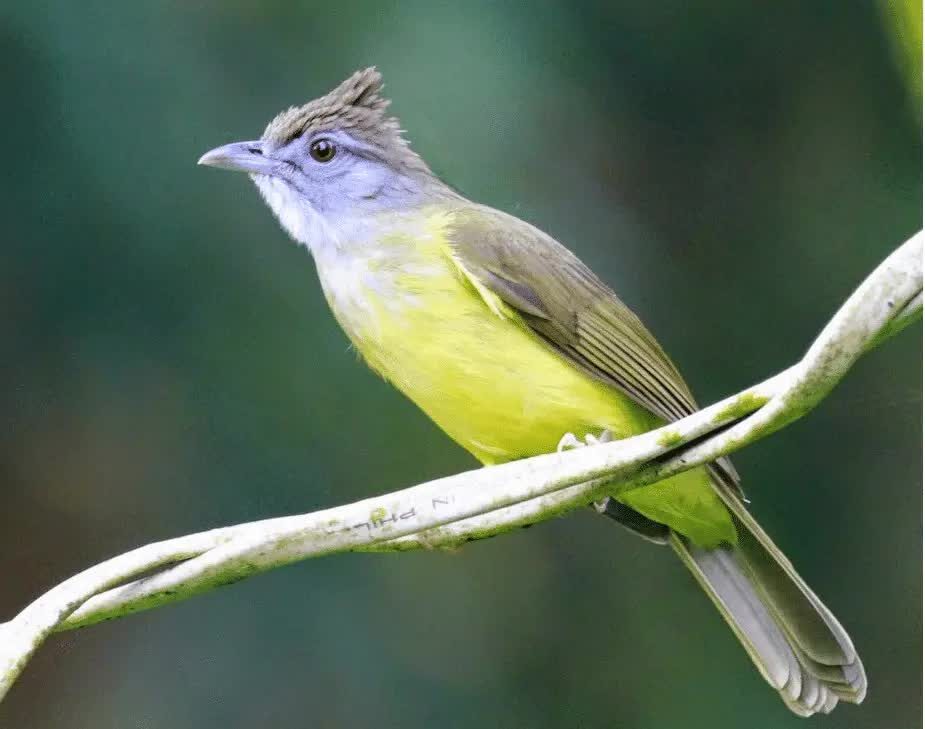 habitat-asli-cucak-jenggot-1758494