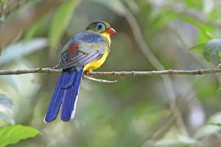 habitat-burung-luntur-sumatera-9632388