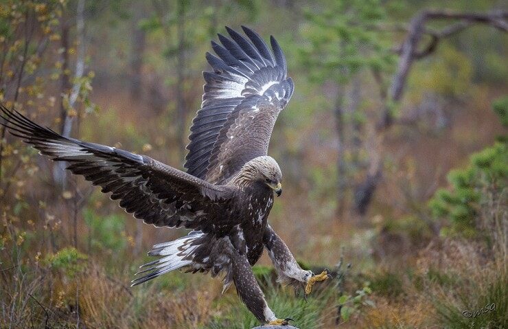 habitat-elang-emas-5528835