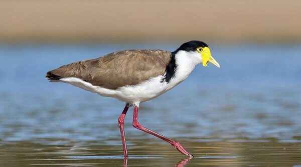 habitat-dan-ciri-burung-trulek-jawa-yang-hampir-punah-4168551