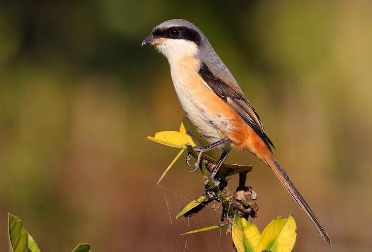 inilah-10-masteran-cendet-paling-ngetop-yang-bisa-anda-coba-6710735