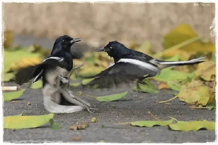 inilah-cara-merawat-burung-kacer-petarung-terlengkap-3019362