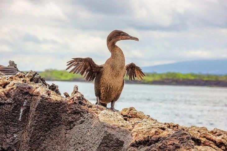 inilah-ciri-khas-burung-kormoran-si-pemakan-ikan-8129206