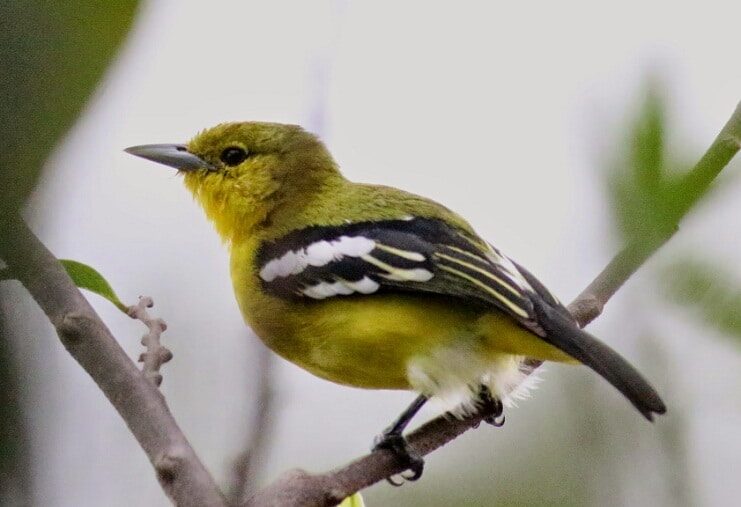 inilah-perbedaan-burung-sirtu-jantan-dan-betina-yang-harus-anda-tahu-4072291