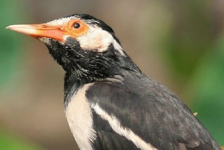inilah-perbedaan-jenis-kelamin-jalak-suren-sumatera-1954104