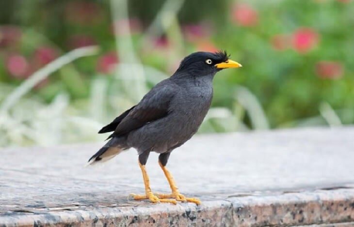 inilah-ragam-manfaat-bawang-putih-untuk-burung-jalak-kebo-6882726