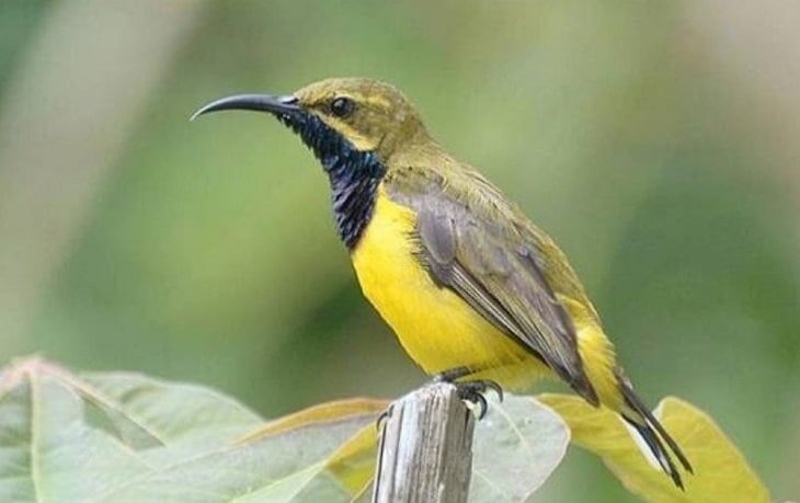 inilah-tips-perawatan-burung-yang-baru-dijaring-atau-dipikat-2724644