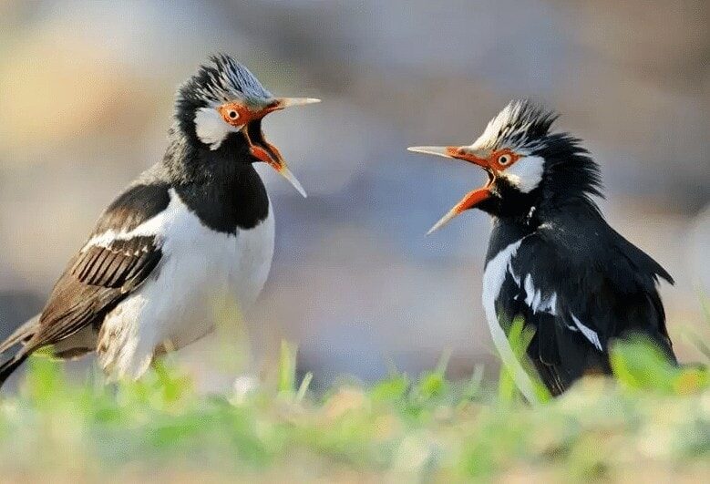 jalak-suren-buka-paruh-8039606